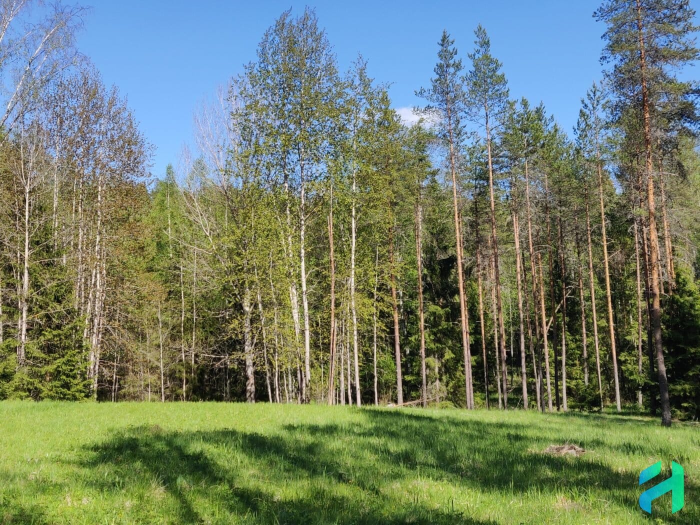 Nuuksio National Park spring