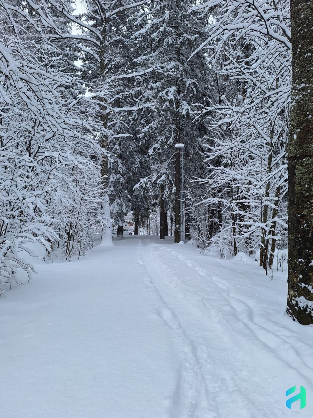 Path in the snow