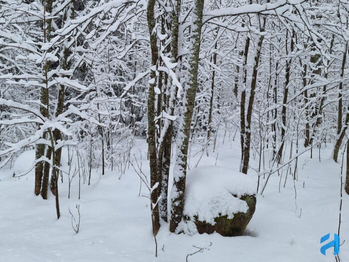 Rock, trees and snow in Helsinki