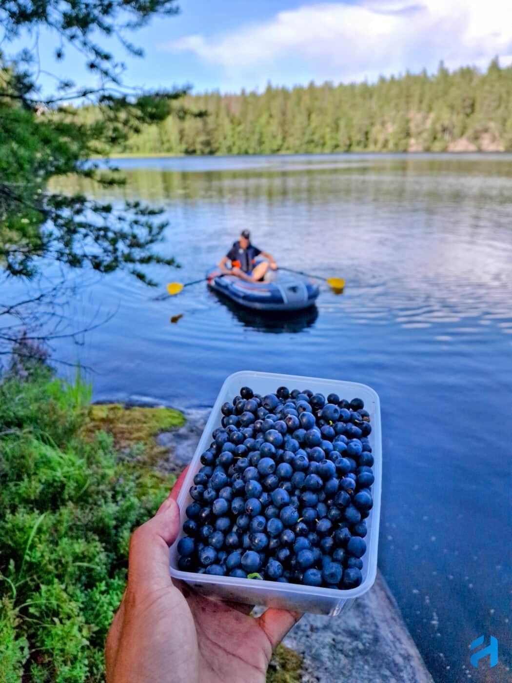 Blueberries Kattilajärvi Nuuksio